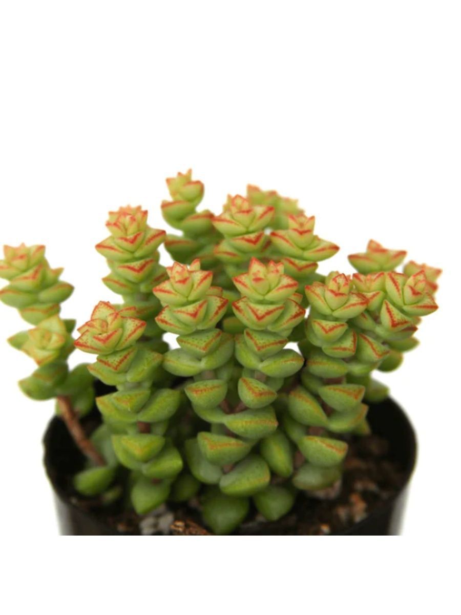 Крассула сорта и виды фото с названием. Крассула Tom thumb. Crassula rupestris (Крассула, толстянка). Крассула Рупестрис Crassula rupestris. Суккулент Крассула.