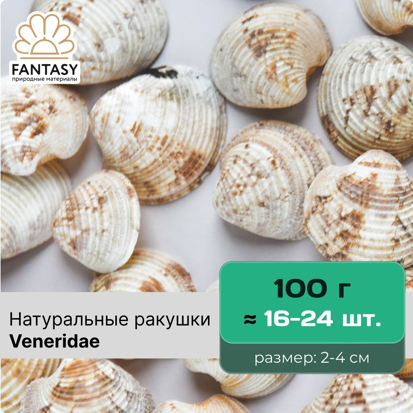 Натуральные морские ракушки FANTASY Veneridae, размер - 2-4 см, набор весом  отборные, набор весом 100 г (16-24 шт.) - купить с доставкой по выгодным  ценам в интернет-магазине OZON (515791549)