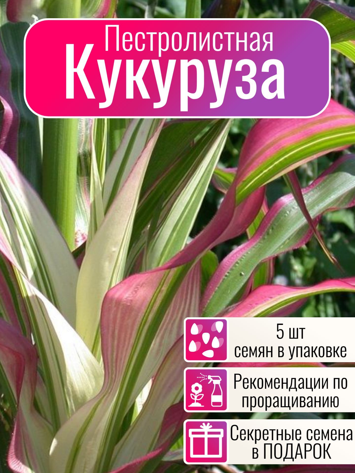 Кукуруза-Попкорн Пестролистная Японская / Corn Japonica Striped семена 5 шт + Бонус + Рекомендации по проращиванию