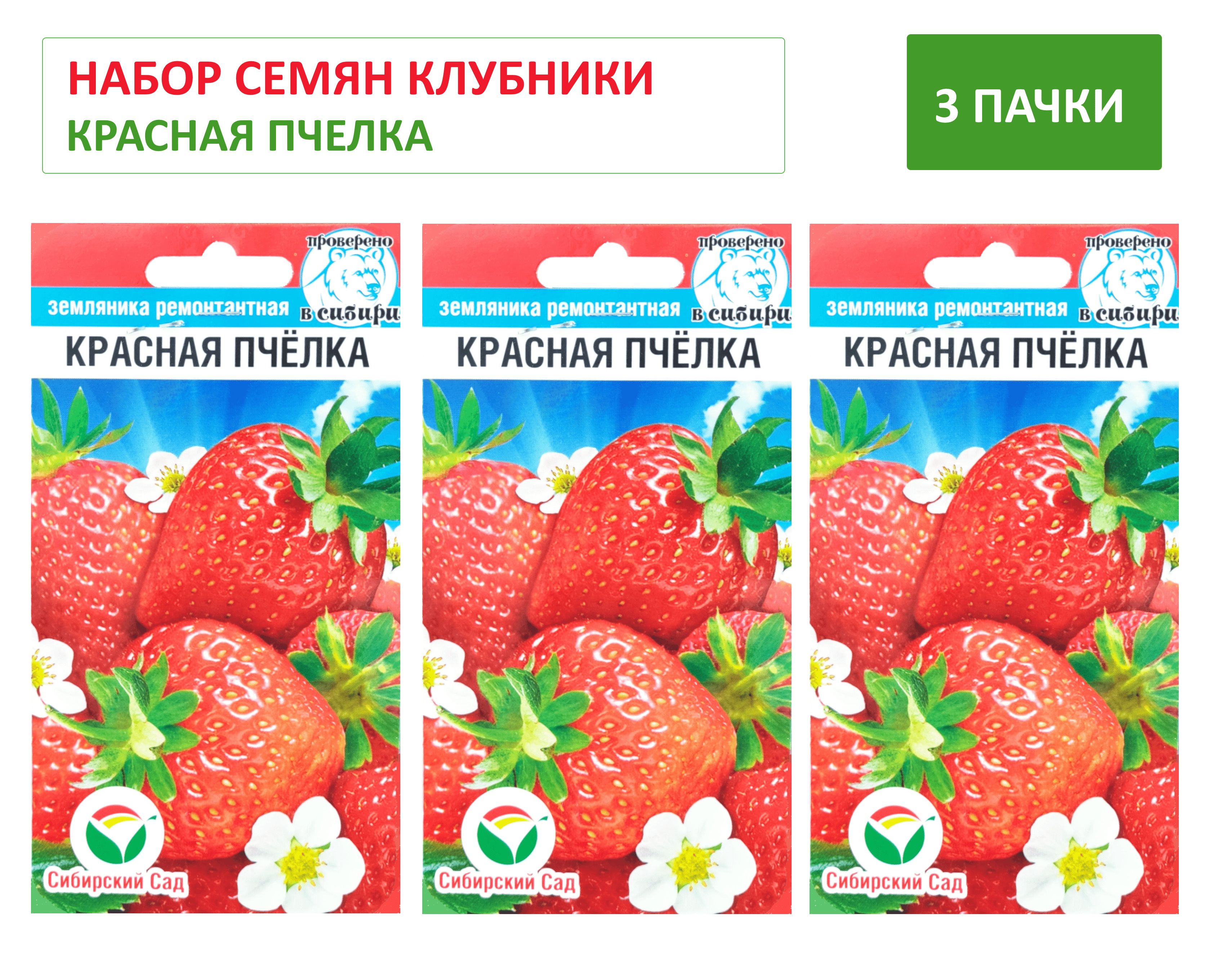 Ремонтантная клубника сибирь. Клубника красная Пчелка. Клубника в Сибири. Земляника Сибирская. Земляника красная варежка семена.