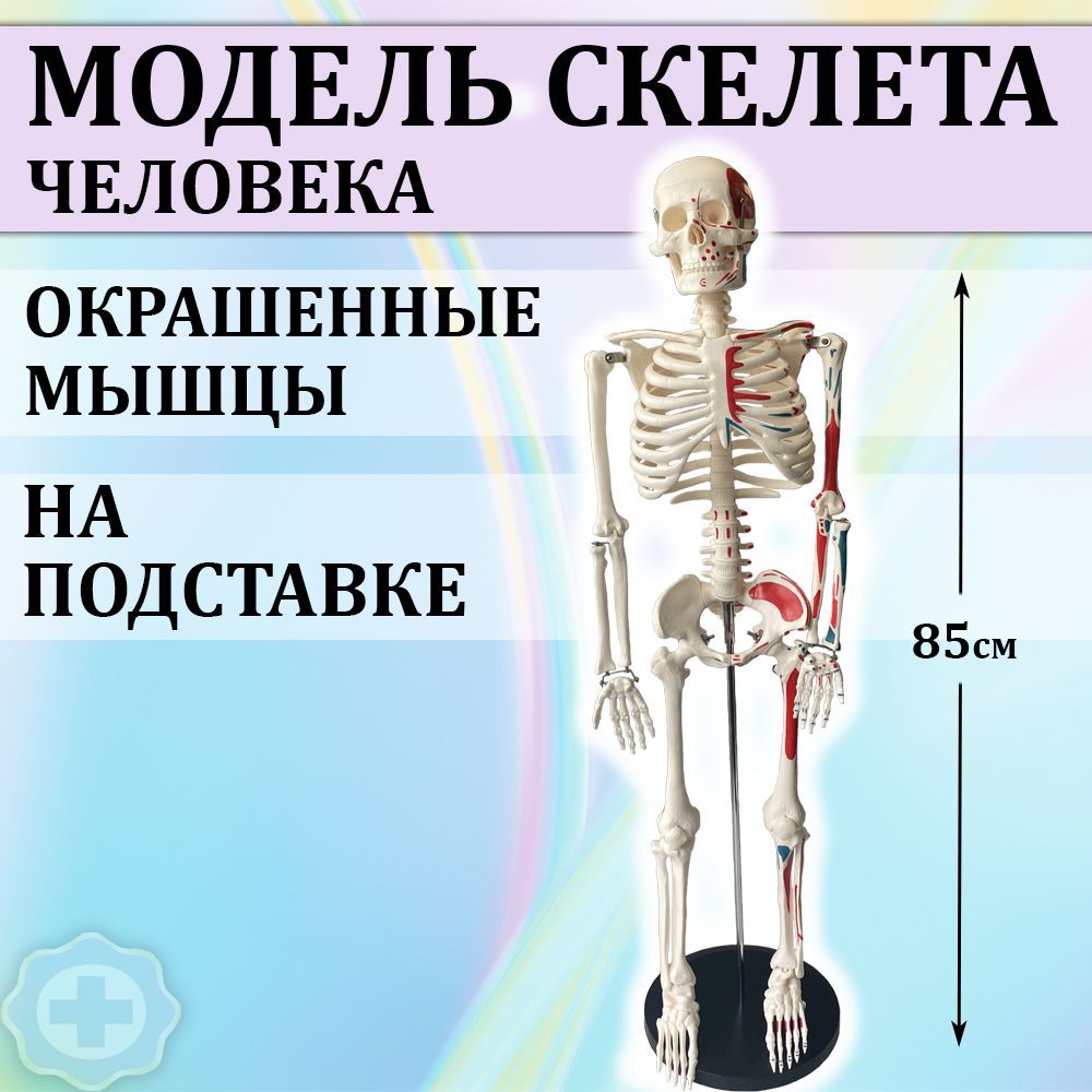 Модель Скелета Человека Купить