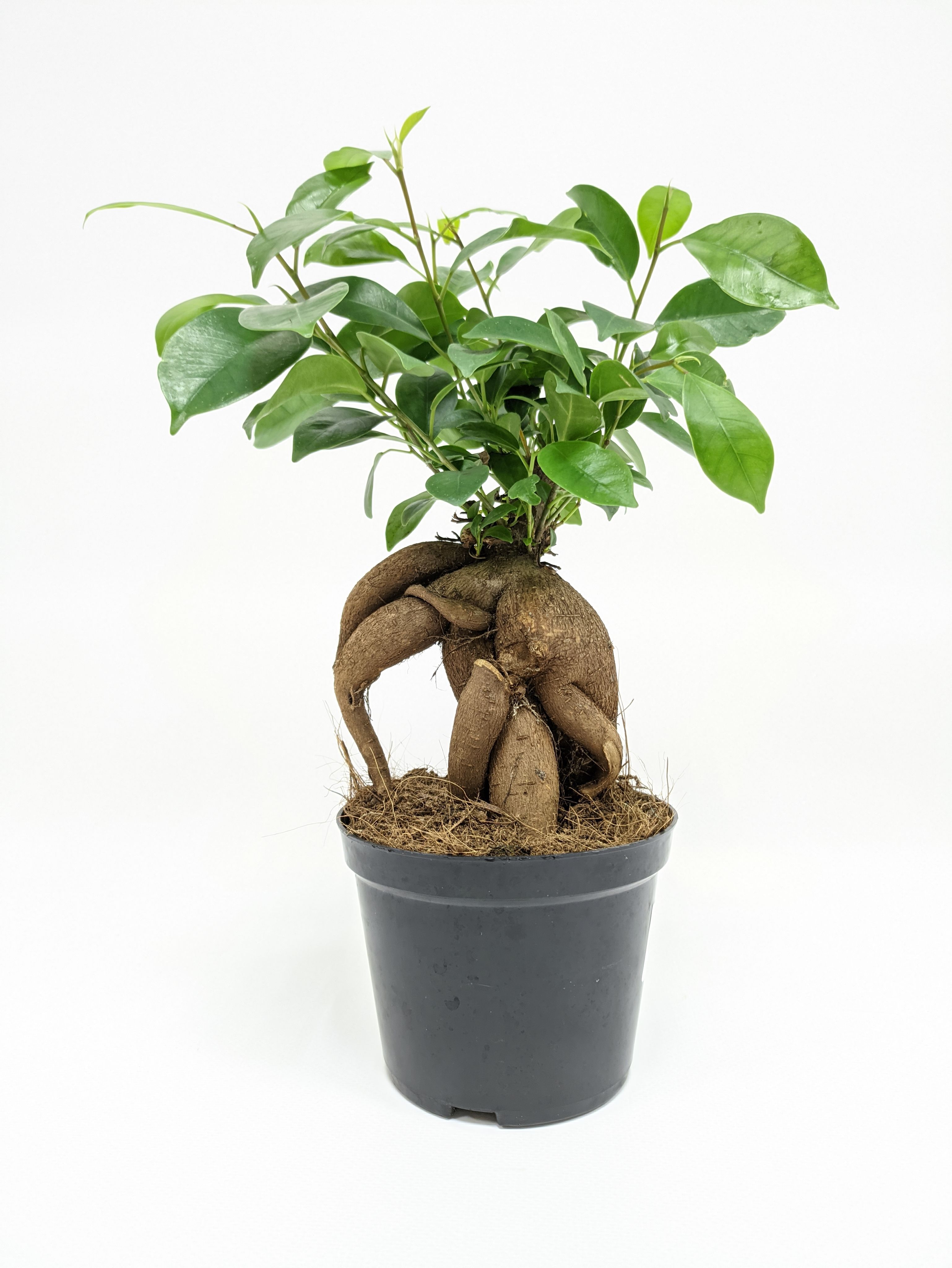 Фикус Гинсенг купить на OZON по низкой цене