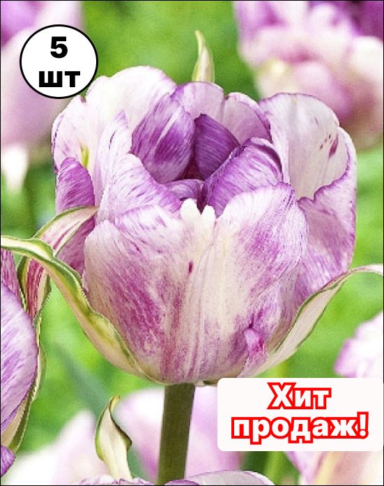 Тюльпан Дэнс Лайн Фото
