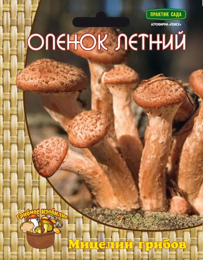 Опёнок летний (12 шт.)