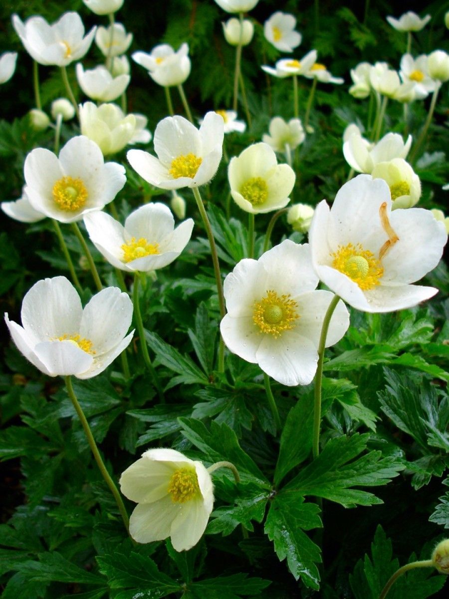 Анемона цветок фото и описание. Анемона лютичная сорта. Белые весенние цветы многолетники. Credible h30 цветы.