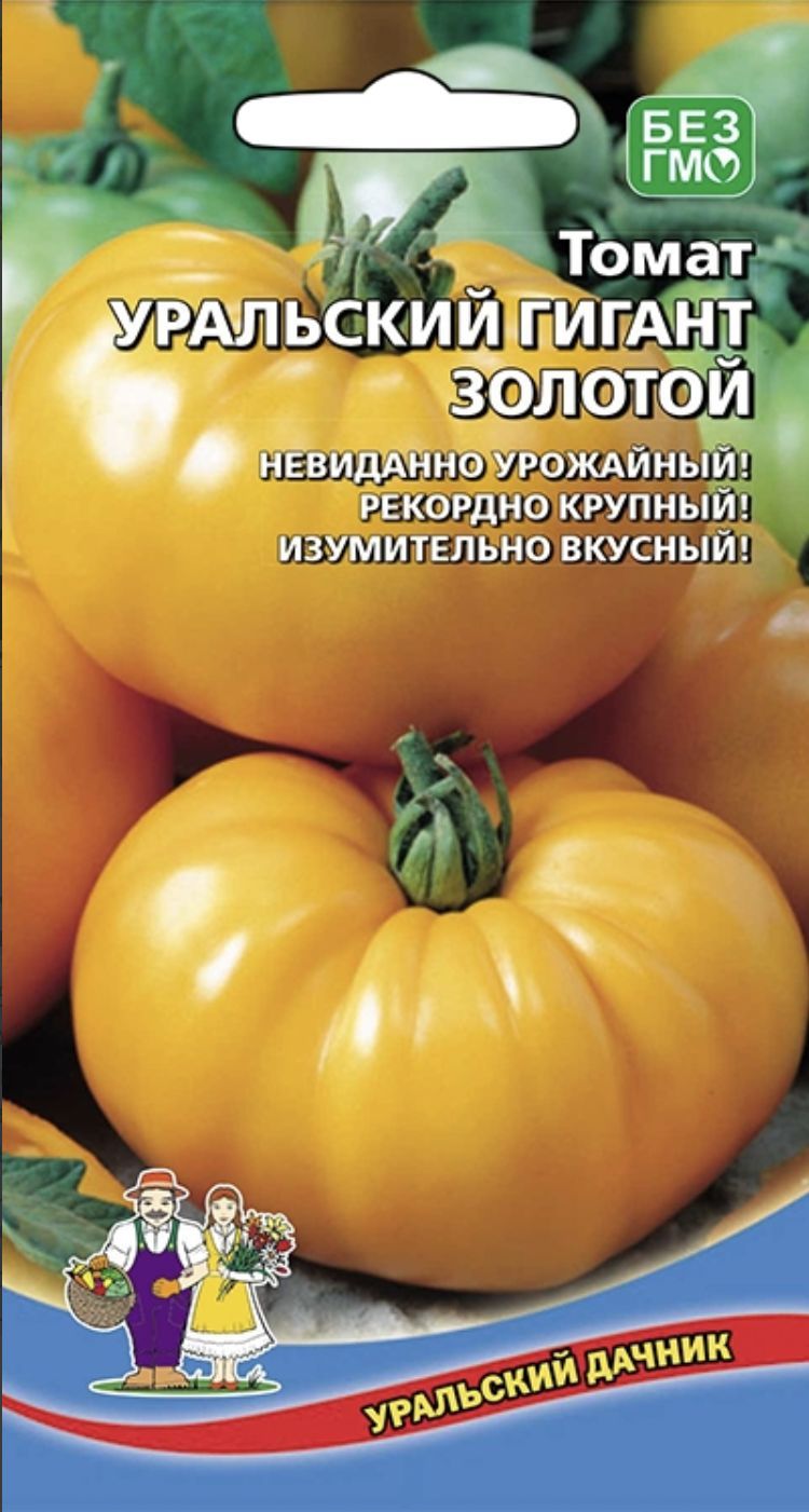 Томат уральский. Томат Уральский гигант золотой. Сорт помидоров Уральский гигант. Помидоры Уральский великан. Томат Уральский гигант желтый.