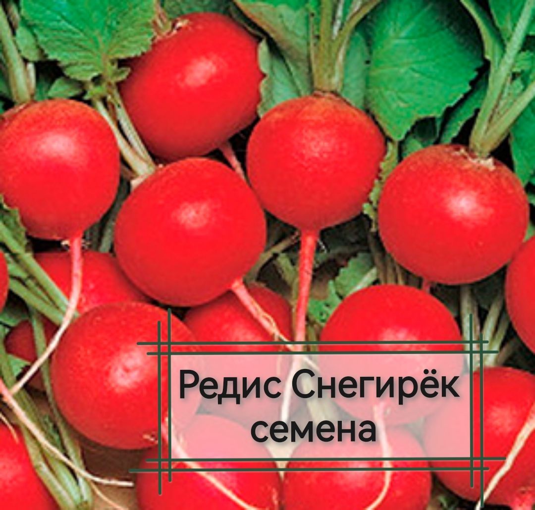 Редис снегирек. Редис скороспелая вишня. редис снегирек 3гр/10. редис корунд 3гр/20.