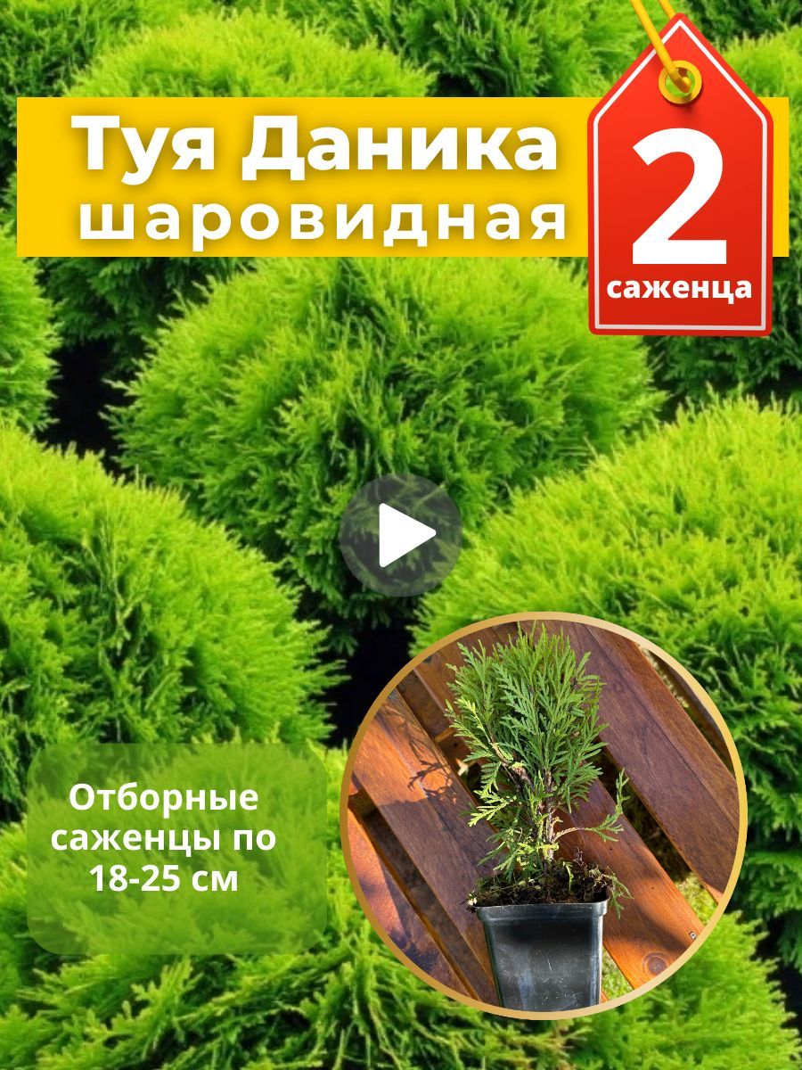 Туя Даника саженец в горшке Р9-2 штуки - купить с доставкой по выгодным  ценам в интернет-магазине OZON (1235508952)