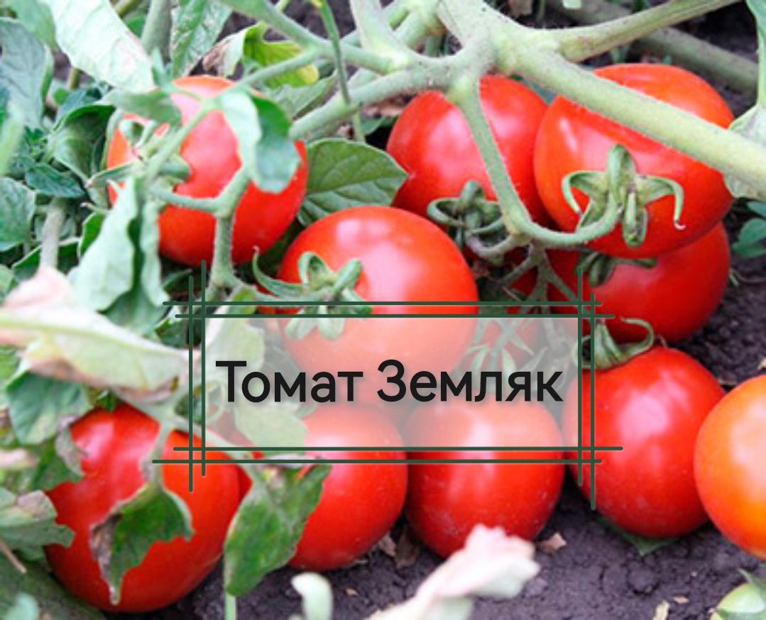 Сорт томатов оля f1. Томат Мангусто f1. Томат Оля f1. Томат земляк. Семена томат Оля.