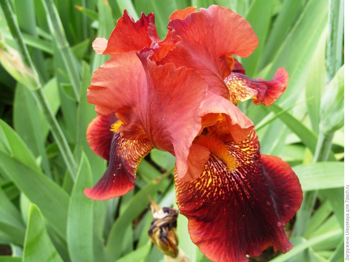 Ирис уайт эксельсиор. Ирис джон валдез. Ирис альпийский. Ирис пример. Ирис германский (red chieftain).