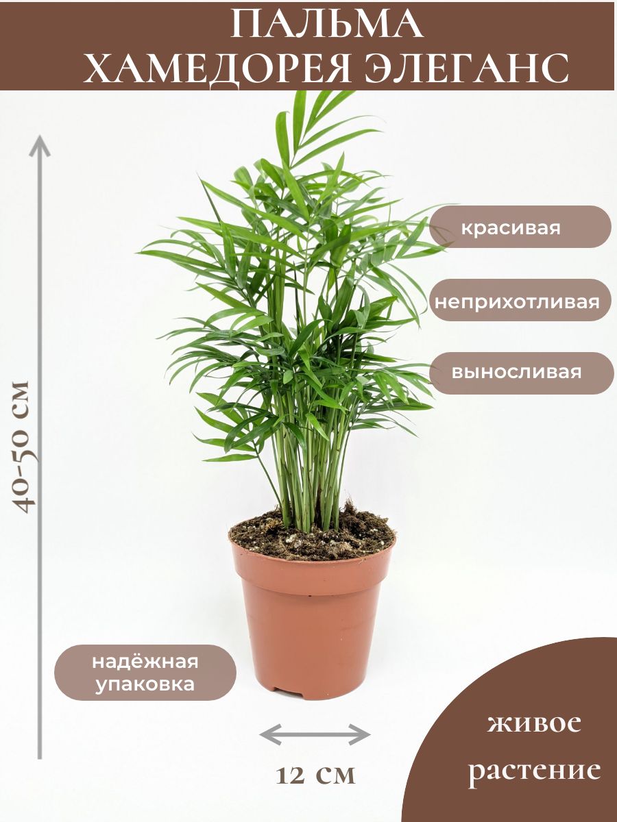 Хамедорея Зеленый, 12 дм - купить по выгодной цене в интернет-магазине OZON  (1148136243)