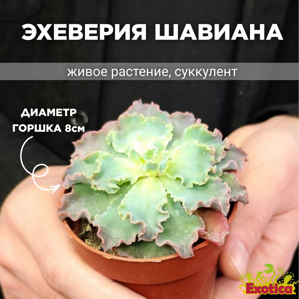 Эхеверия Шавиана Голубые Кудри (Echeveria Shaviana Blue Curls) D8,5см