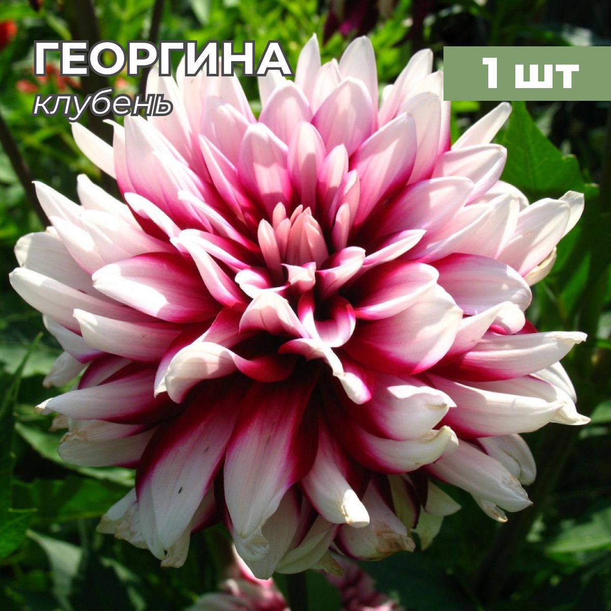 Какие Георгины Можно Купить В Магазине