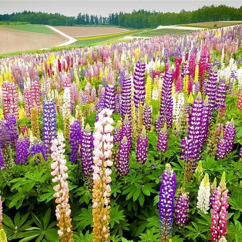 Amazon.com: Red Lupine Seeds