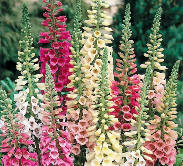 Садовые цветы на букву г