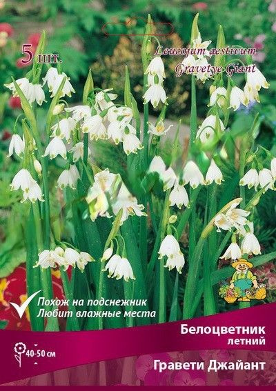 Белоцветник летний Гравети Джайант, луковицы саженцы для посадки, 5 ...