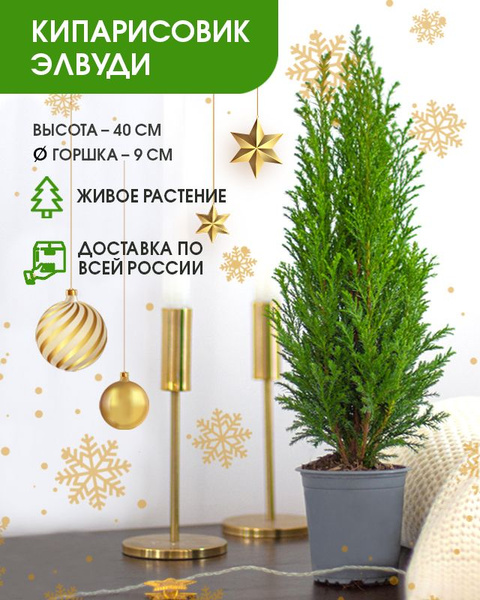 Саженец Кипарисовик Элвуди в горшке, живая елка для посадки, украшение ...