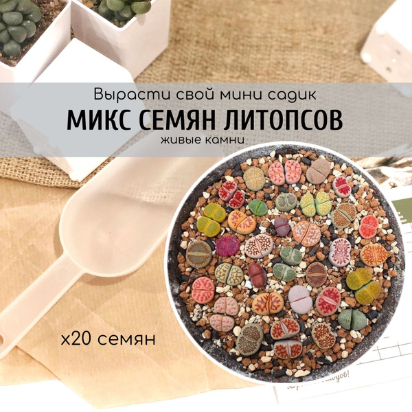 Литопсы (Живые камни) Lithops10,. - купить по выгодным ценам в интернет ...