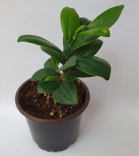 Фикус зеленый, 10 дм, 1 шт - купить по выгодной цене в интернет ...