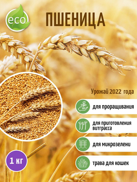 Пшеница для проращивания, микрозелень для проращивания, ростки пшеницы ...