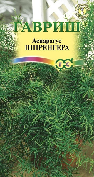 Аспарагус Гавриш Аспарагус Шпренгера - купить по выгодным ценам в ...