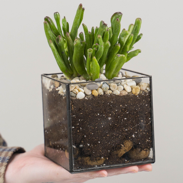 Суккулент GEO GLASS Хоббит, 12 дм, 1 шт - купить по выгодной цене в ...