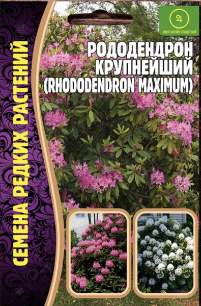 Рододендроны Григорьев Рододендрон Крупнейший - купить по выгодным ...