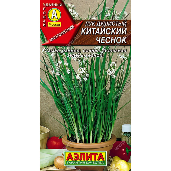 Лук Семена Алтая Душистый Китайский Чеснок - купить по выгодным ценам в ...