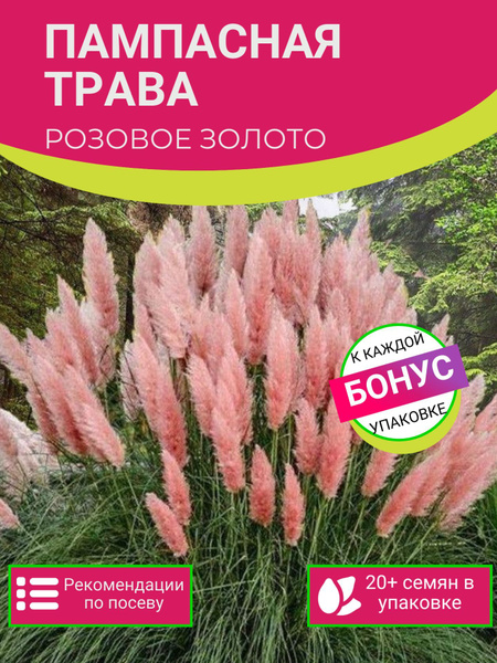 Кортадерия XSeedS пампасная трава_розовый_светло-розовый_зеленый ...