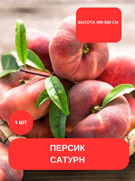 Клубни купить по выгодной цене в интернет-магазине OZON (1136033450)