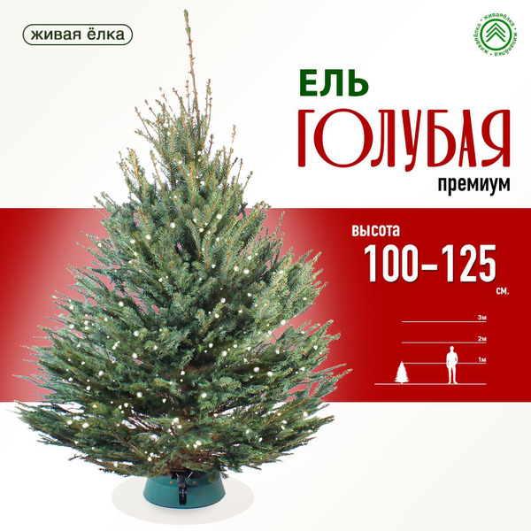 Елка живая голубая премиум 100-125 см купить на OZON по низкой цене ...