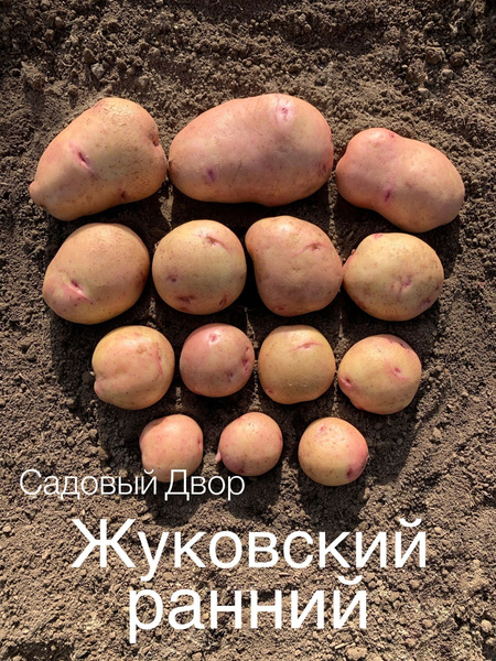 Картофель Картофель - купить по выгодным ценам в интернет-магазине OZON ...