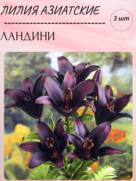 Луковицы Лилий многолетние цветы для посадки купить на OZON по низкой ...