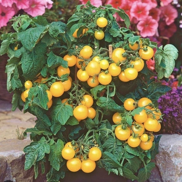 Томаты Орешка Томат2 - купить по выгодным ценам в интернет-магазине ...