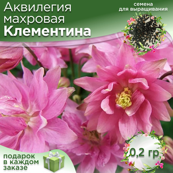 Аквилегии аквилегия Клементина - купить по выгодным ценам в интернет ...