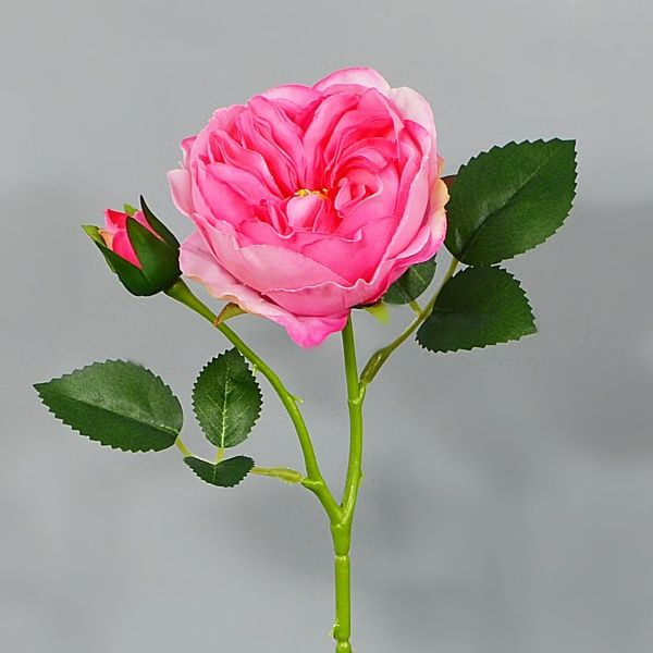 Rosa h