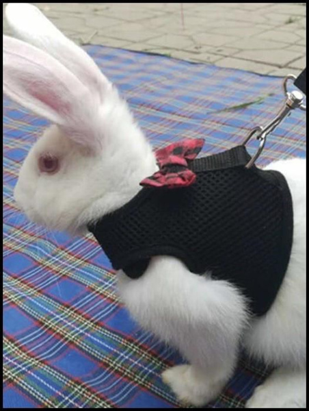 Хвостики / Шлейка для грызунов : кроликов, шиншил, харьков черная ...