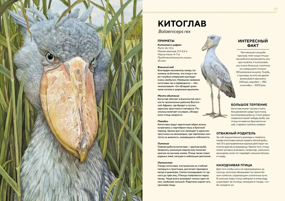Животные Африки в натуральную величину #4