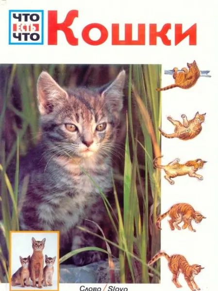 Обложка книги Кошки, Райнер Кете
