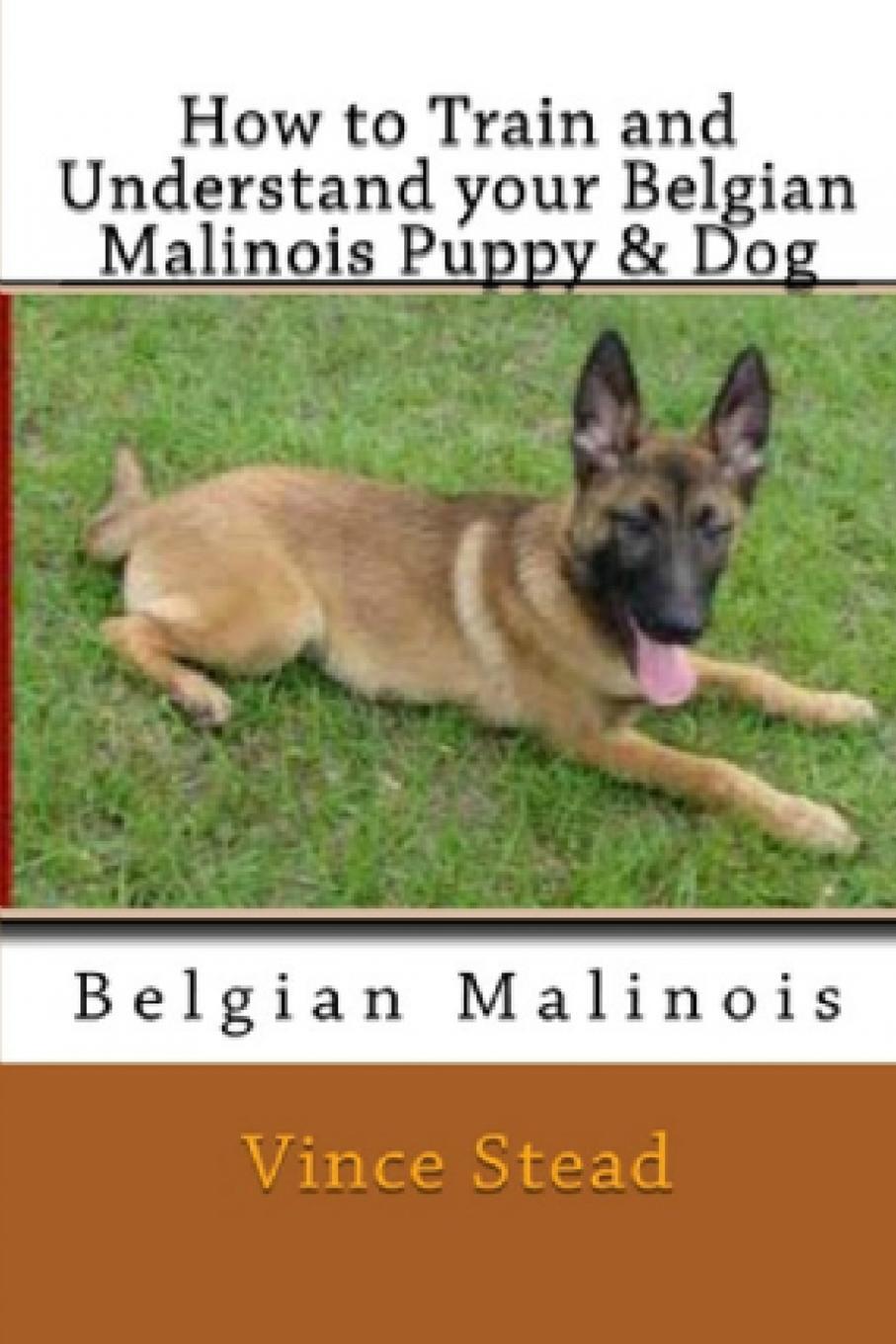 фото How to Train and Understand Your Belgian Malinois Puppy & Dog