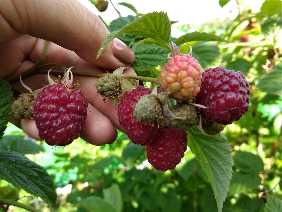 Малина Дельбар Манифик — купить в интернет-магазине OZON с быстрой ...