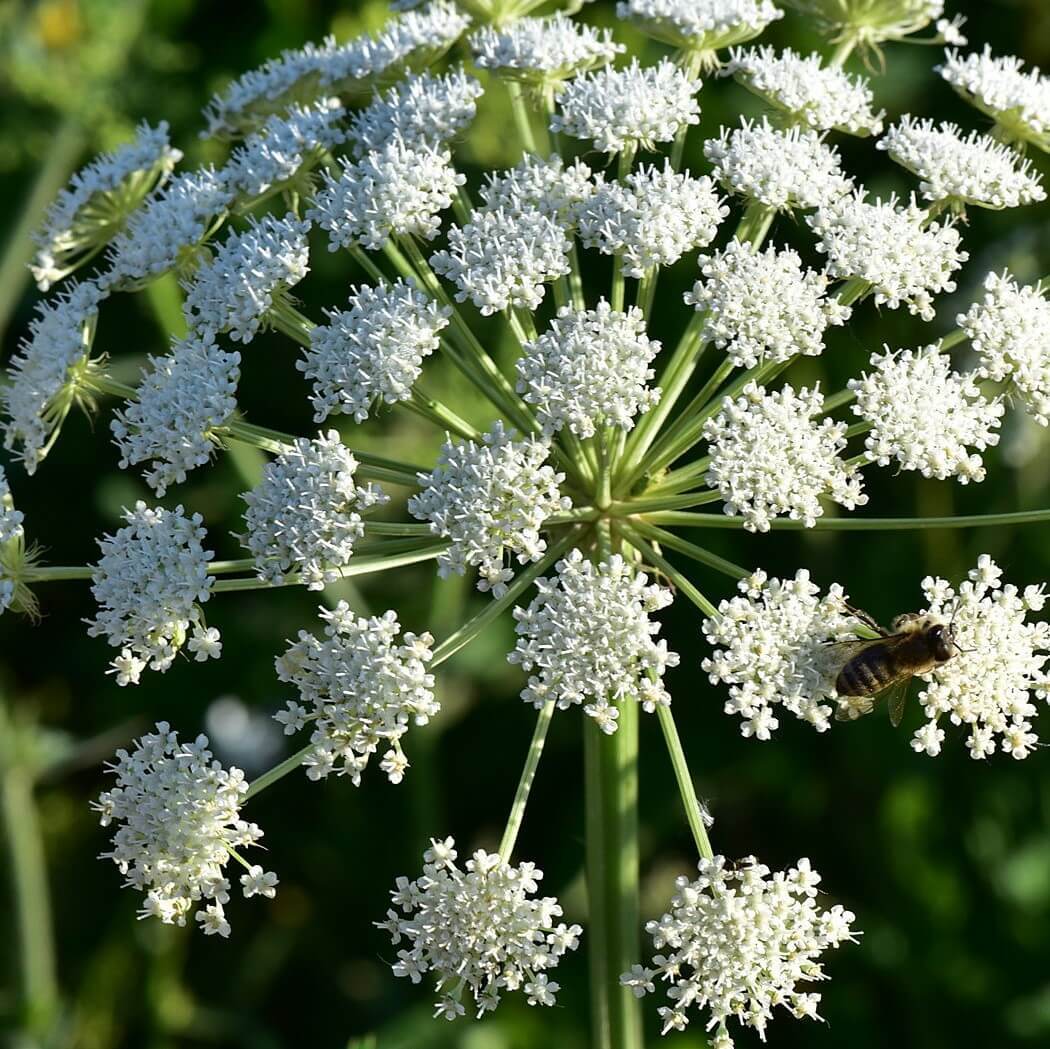 Дудник Лесной (Angelica Sylvestris). Дягиль (Ангелика). Дудник дягиль. Дудник зонтичные.