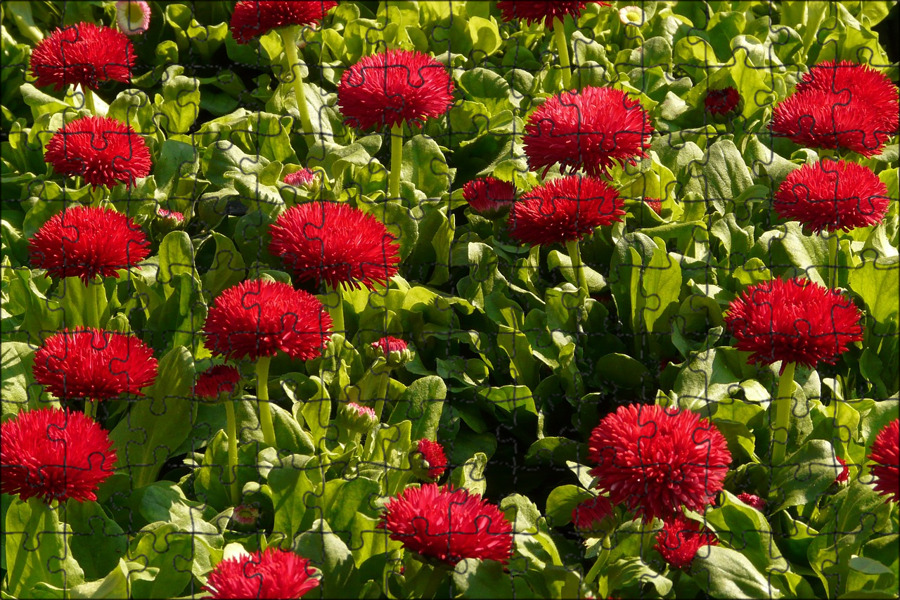 красный ковер цветы. красный ковер цветы. ковры с крупными цветами. маргаритка тассо пинк. дизайнерский ковер с цветами.