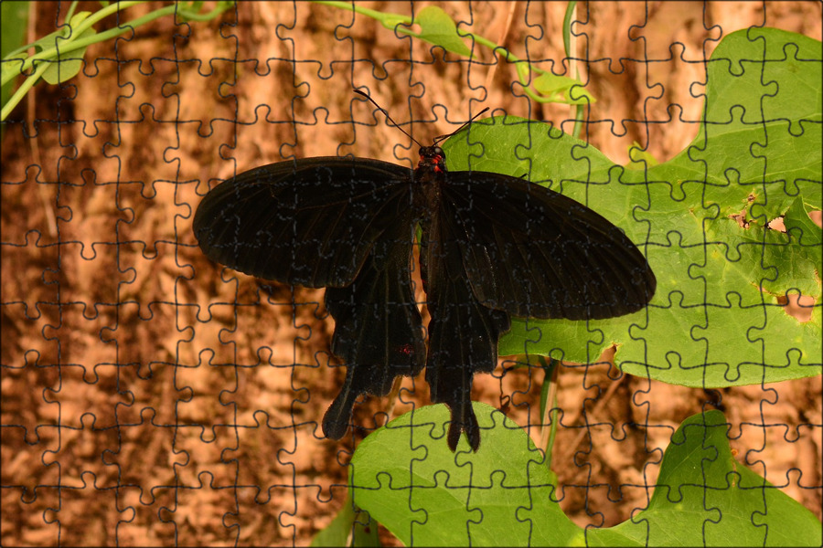 Бабочка черный глянец. Олимпиус Инферно бабочка. Papilio ascalaphus. Бабочка Papilio ascalaphus. Бабочка Махаон ласточкин.