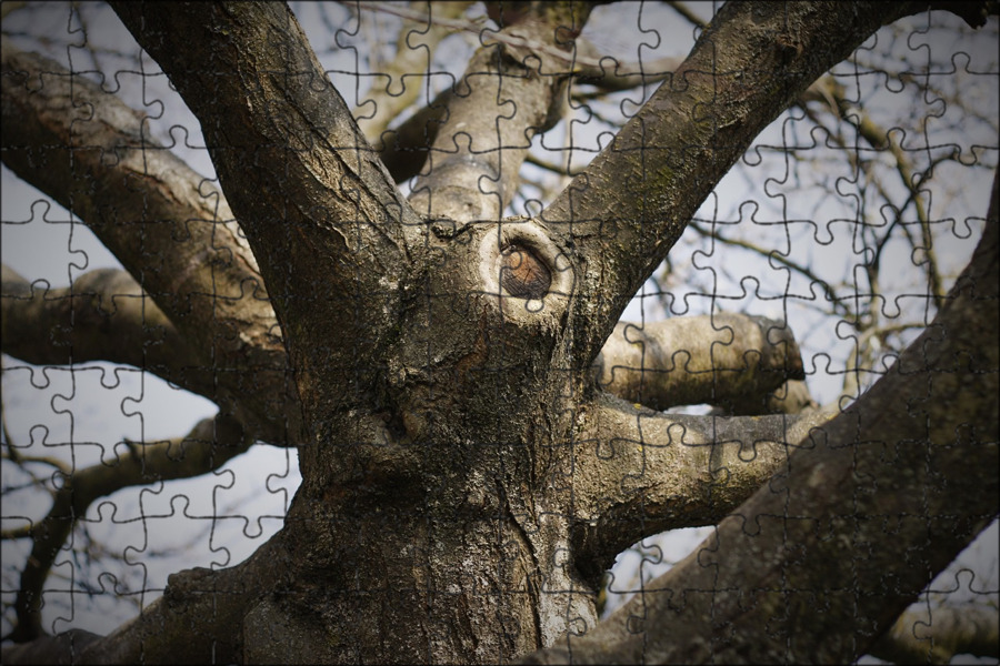 There are on the tree
