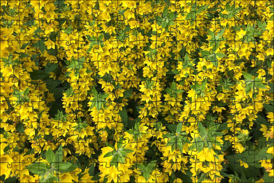 йеллоу флауэр. желтый декоративный. форзиция медоуларк. форзиция промежуточная голдзаубер. форзиция.