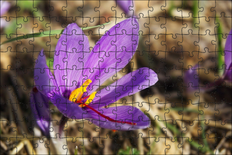 Как выглядит цветок шафран Магнитный пазл 27x18см."Шафран, crocus sativus, шафран цветок" на холодильник - 