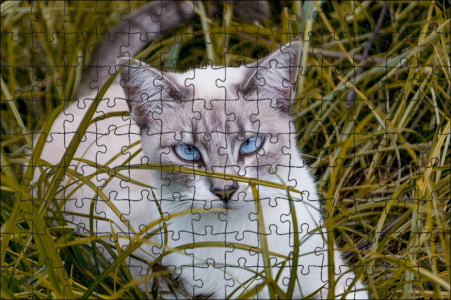 Кошка охос азулес