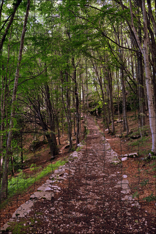 Wood trail. Тропинка в лесу.