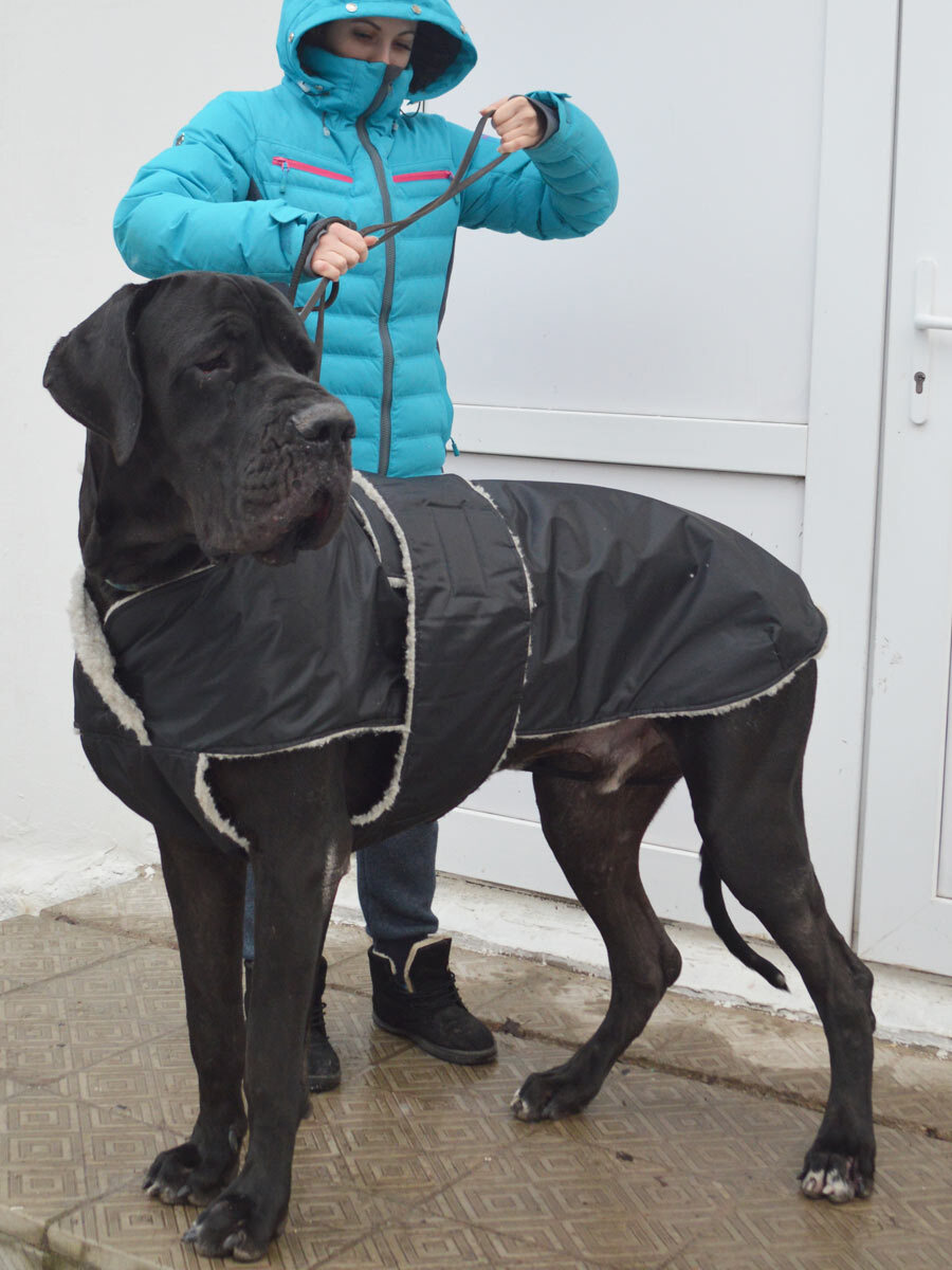 Бандажи, воротники, попоны ветеринарные для собак в Екатеринбурге купить с доставкой | Заповедник
